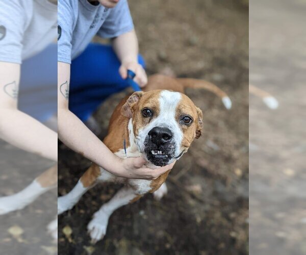 Medium Photo #2 Boxer-Unknown Mix Puppy For Sale in New York, NY, USA