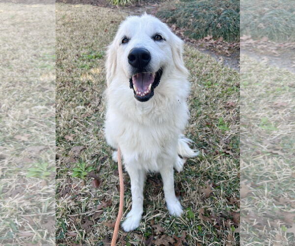 Medium Photo #5 Great Pyrenees Puppy For Sale in Spring, TX, USA