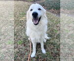 Small #4 Great Pyrenees