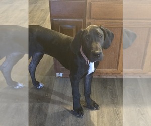 Great Dane Puppy for sale in CANTON, OH, USA