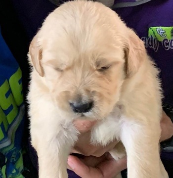 Medium Photo #1 Golden Retriever Puppy For Sale in CAMPSPRINGS, KY, USA