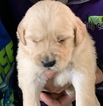 Small Photo #1 Golden Retriever Puppy For Sale in CAMPSPRINGS, KY, USA