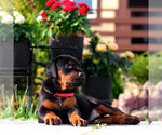 Puppy Black Male Doberman Pinscher