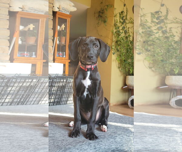 Medium Photo #1 Mutt Puppy For Sale in Sheboygan, WI, USA