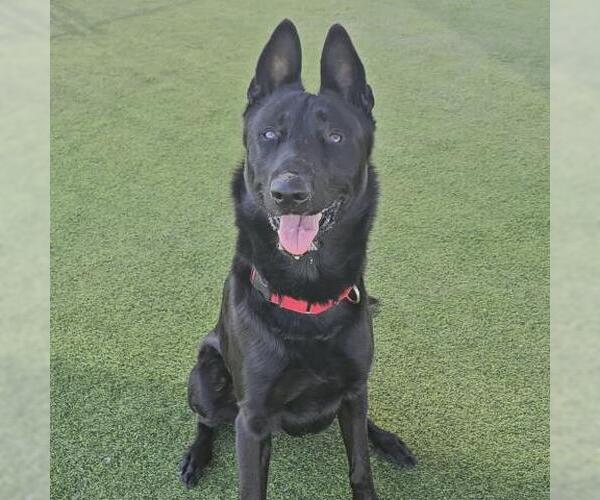 Medium Photo #1 Mutt Puppy For Sale in Camarillo, CA, USA