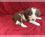 Small Photo #51 Borador Puppy For Sale in MARION, VA, USA