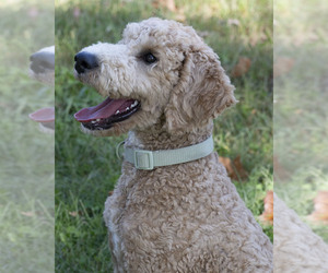Buddy - Male Goldendoodle Puppy for Sale