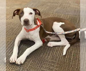 Labrador Retriever-Unknown Mix Dogs for adoption in Des Moines, IA, USA