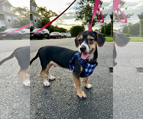 Medium Photo #1 Cheagle Puppy For Sale in Virginia Beach, VA, USA