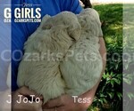 Small Photo #2 Goldendoodle Puppy For Sale in CEDAR GAP, MO, USA