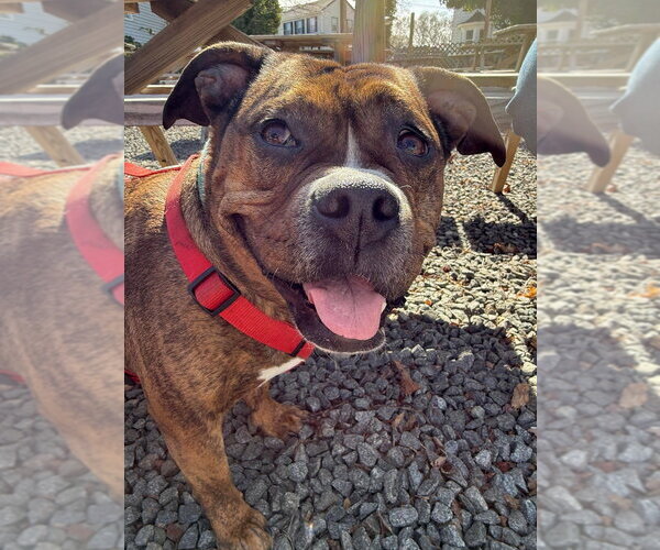 Medium Photo #11 American Pit Bull Terrier-Bulldog Mix Puppy For Sale in Wenonah, NJ, USA
