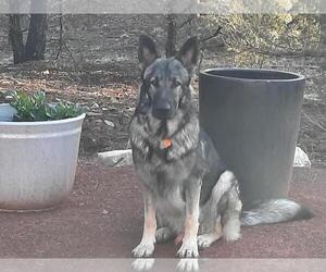 German Shepherd Dog Puppy for sale in EDGEWOOD, NM, USA