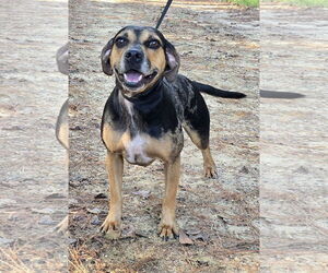 Mutt Dogs for adoption in Wetumpka, AL, USA