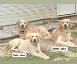 Small Photo #15 Golden Retriever Puppy For Sale in DOTHAN, AL, USA