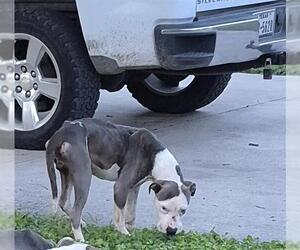 American Staffordshire Terrier-Unknown Mix Dogs for adoption in San Antonio, TX, USA