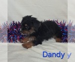 Image preview for Ad Listing. Nickname: Dandy