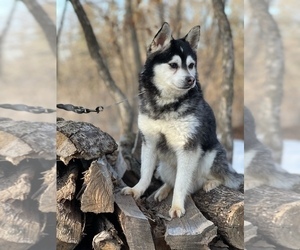 Father of the Alaskan Klee Kai-Pomsky Mix puppies born on 05/17/2021