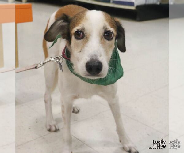 Medium Photo #5 Mutt Puppy For Sale in Washington, DC, USA