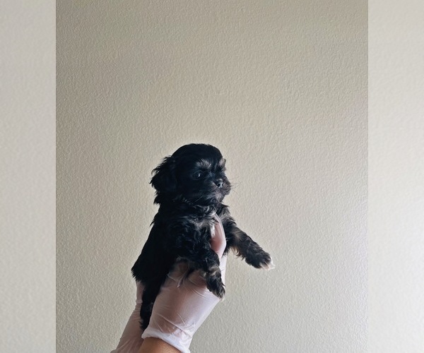 Medium Photo #6 Shih Tzu Puppy For Sale in EL PASO, TX, USA