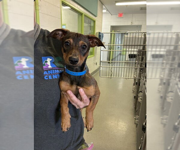 Medium Photo #1 Chiweenie Puppy For Sale in Rancho Cucamonga, CA, USA