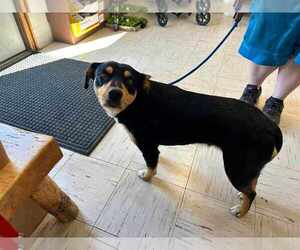 Labbe Dogs for adoption in Princeton, MN, USA