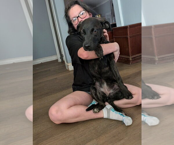 Medium Photo #3 Labrador Retriever-Unknown Mix Puppy For Sale in garner, NC, USA