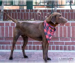 Small #2 Labrador Retriever