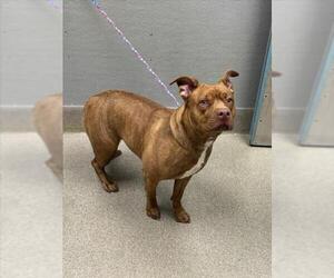 Mutt Dogs for adoption in Las Vegas, NV, USA