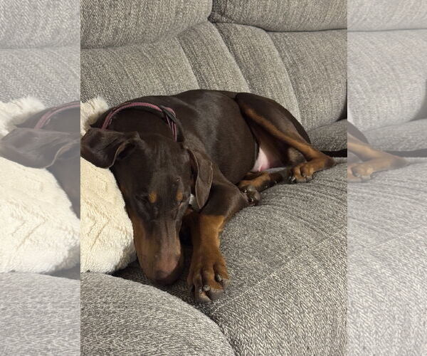 Medium Photo #3 Doberman Pinscher Puppy For Sale in Minneaoplis, MN, USA