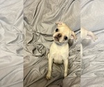 Small #5 Pug