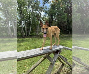 Angus - Male German Shepherd Dog-Unknown Mix Dog for Adoption - Photo #4
