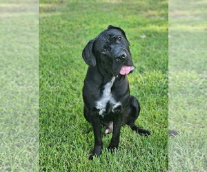 clifford - Male Mastiff Dog for Adoption