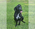 clifford - Male Mastiff Dog for Adoption - Small photo