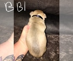 Small Photo #11 American Bully Puppy For Sale in PEWEE VALLEY, KY, USA