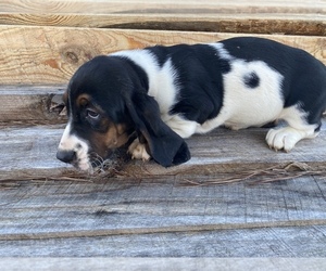 Basset Hound Puppy for sale in LAWRENCEBURG, TN, USA