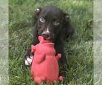 Small #2 Labrador Retriever Mix