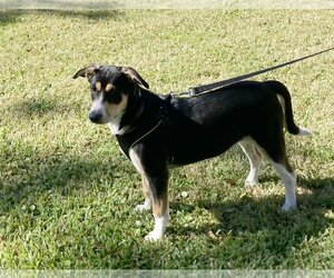 Xena - Female Border Collie-Rhodesian Ridgeback Mix Dog for Adoption - Photo #7
