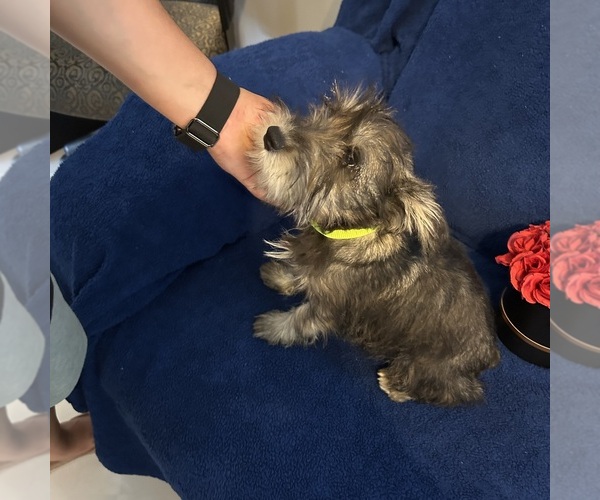Medium Photo #37 Schnauzer (Miniature) Puppy For Sale in BRIDGETON, NJ, USA