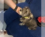 Small #36 Schnauzer (Miniature)