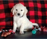 Small Photo #8 Golden Retriever Puppy For Sale in BENNETT, CO, USA