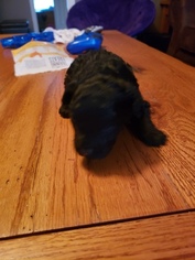 Poodle (Toy) Puppy for sale in INDEPENDENCE, VA, USA