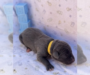 Great Dane Puppy for sale in MARSHVILLE, NC, USA