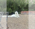 Small Photo #11 Great Pyrenees Puppy For Sale in Bountiful, UT, USA