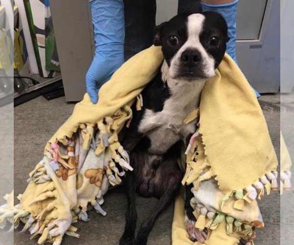 Medium Photo #6 Boston Terrier Puppy For Sale in Little Elm, TX, USA