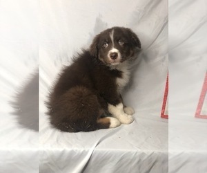 Australian Shepherd Puppy for sale in INDIANAPOLIS, IN, USA