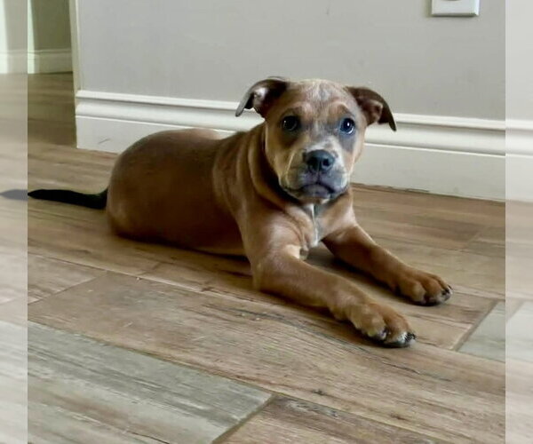 Medium Photo #18 Mutt Puppy For Sale in OKLAHOMA CITY, OK, USA