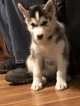 Small Photo #16 Siberian Husky Puppy For Sale in MOORE, SC, USA