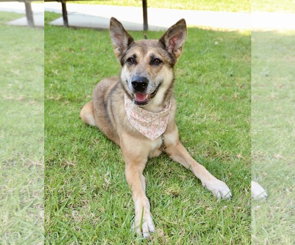 Medium Photo #3 Australian Shepherd-German Shepherd Dog Mix Puppy For Sale in Dana Point, CA, USA