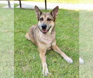Maple - Female Australian Shepherd-German Shepherd Dog Mix Dog for Adoption - Photo #3