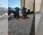 Small Photo #3 German Shepherd Dog Puppy For Sale in TONOPAH, AZ, USA